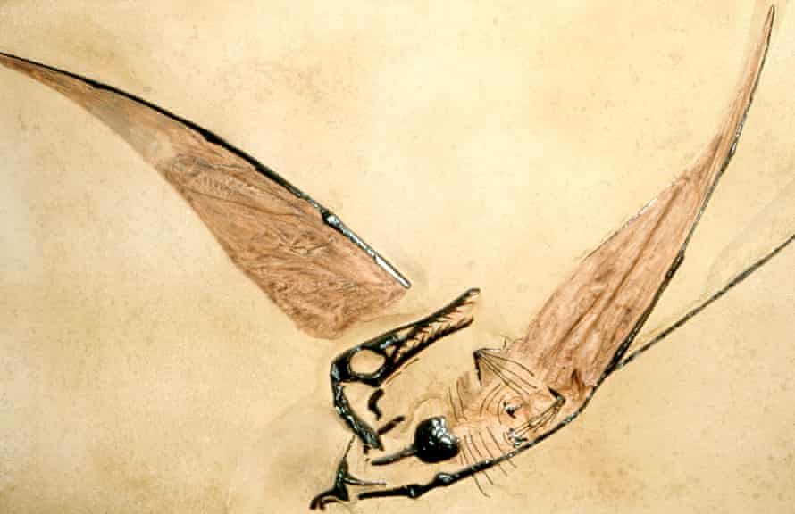 Fósil de un pterodáctilo del Jurásico.