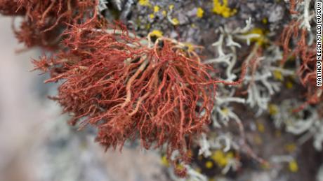 Las algas tienen una relación simbiótica con un hongo que vive dentro de este liquen sobre una roca en el desierto de Atacama.