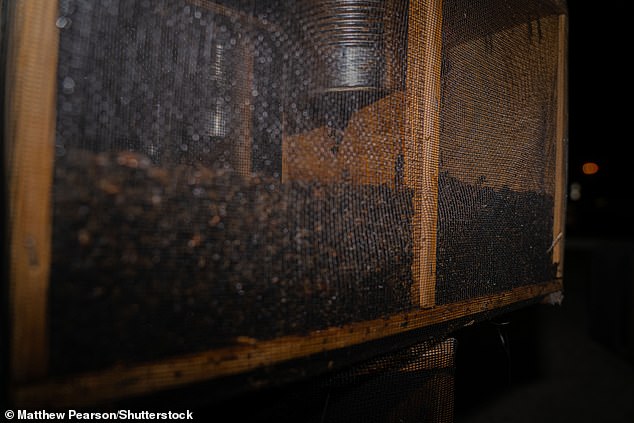 Una jaula de abejas que murió de hambre después de dejar una caja de carga bajo el sol en el aeropuerto Hartsfield-Jackson de Atlanta.