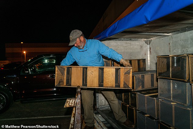 Un apicultor descarga una caja de abejas en el aeropuerto Hartsfield-Jackson de Atlanta.