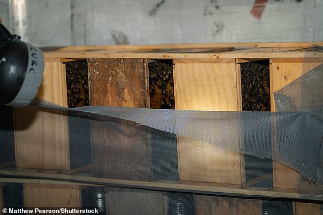 Se enciende una linterna mientras un apicultor verifica el estado de las abejas varadas.  La gran mayoría de las abejas murieron por el calor, pero varios miles se salvaron