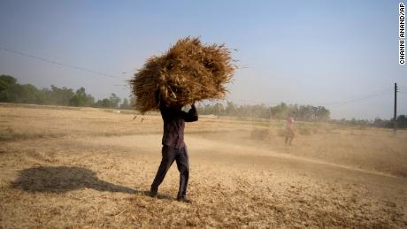 Un agricultor indio lleva una cosecha de trigo en un campo en las afueras de Jammu, India, el jueves 28 de abril de 2022. 