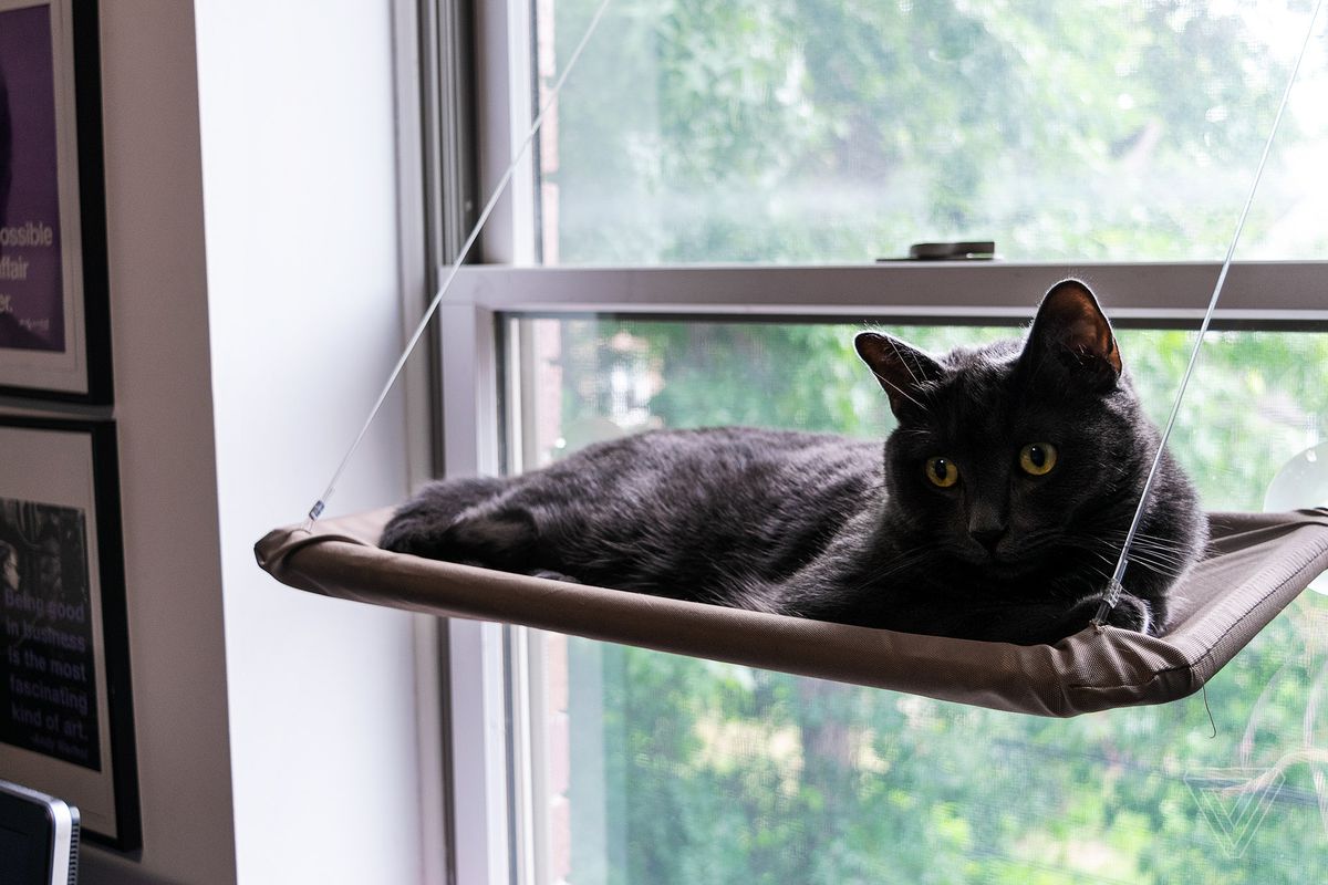 Gato negro en un estante de cuero en la ventana
