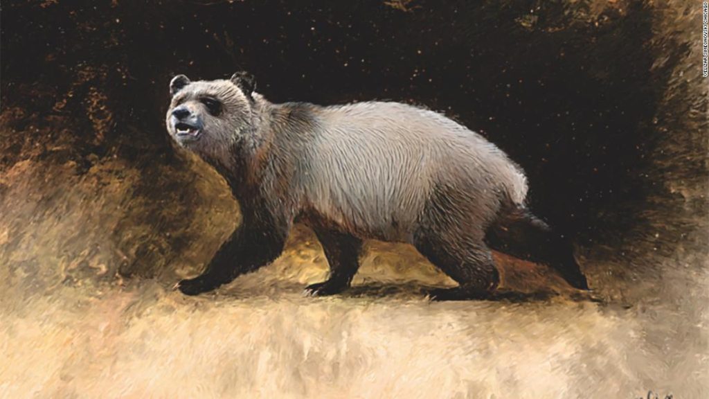El último panda de Europa fue descubierto en la colección del museo