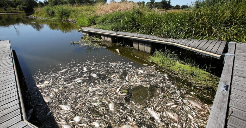 Alemania y Polonia buscan la causa de las muertes masivas de peces en el río Oder