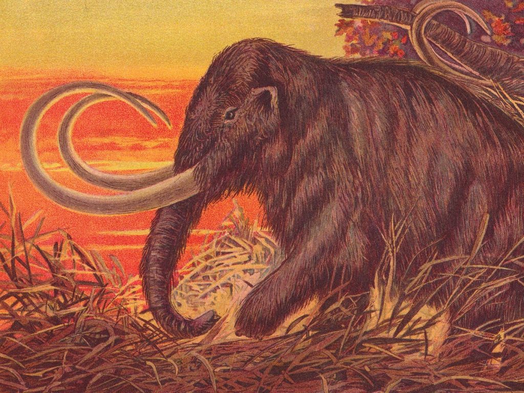 El mamut lanudo regresa.  ¿Deberíamos comerlos?