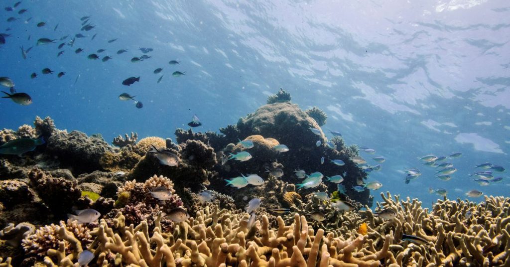 Partes de la Gran Barrera de Coral de Australia muestran la mayor cobertura de coral en 36 años