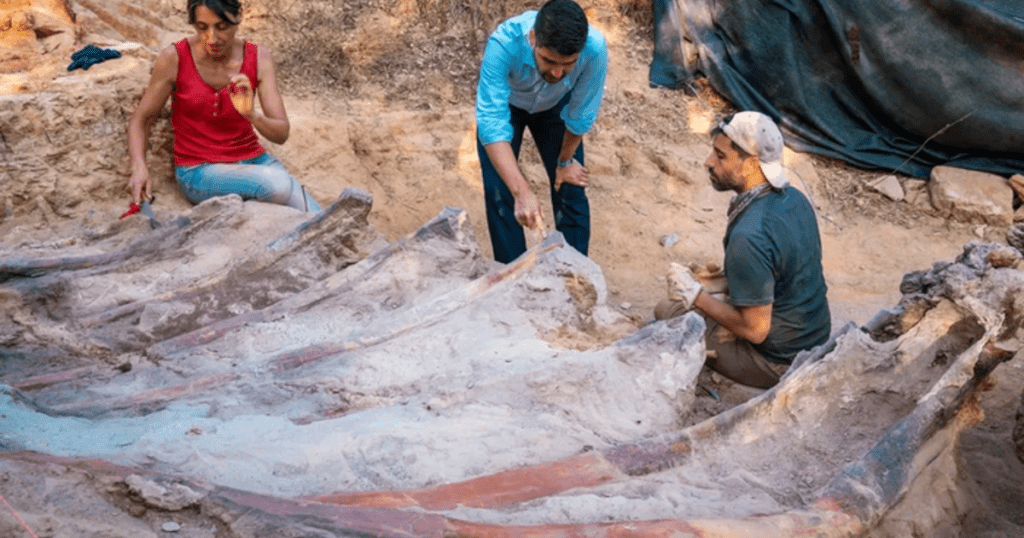 Se encontró un esqueleto de dinosaurio de 82 pies de largo en el patio trasero de un hombre en Portugal.  Podría ser el más grande jamás realizado en Europa.