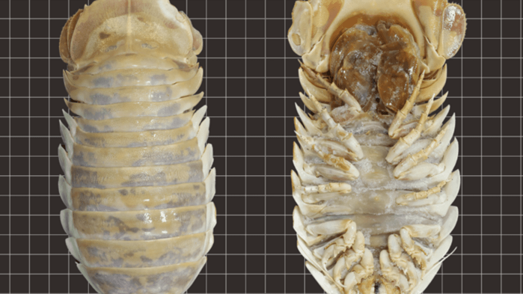 Un enorme insecto de aguas profundas - Er, Isopod - ha sido descubierto en el Golfo de México