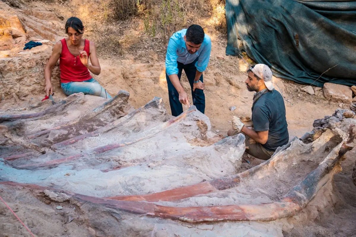 Huesos de dinosaurios gigantes en un patio trasero en Portugal
