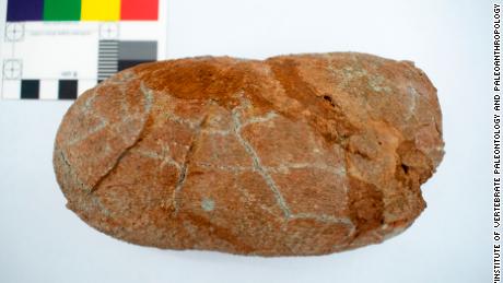 La imagen es un huevo fosilizado perteneciente a Macroolithus yaotunensis, que fue examinado como parte de la investigación. 