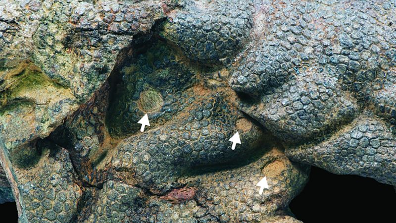 Piel de dinosaurio momificado cruje por antiguos cocodrilos