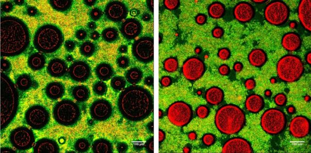 Micrografías de espuma blanda (izquierda) y dura (derecha).  Las regiones verde/amarilla son redes de bacterias y proteínas de la leche. 