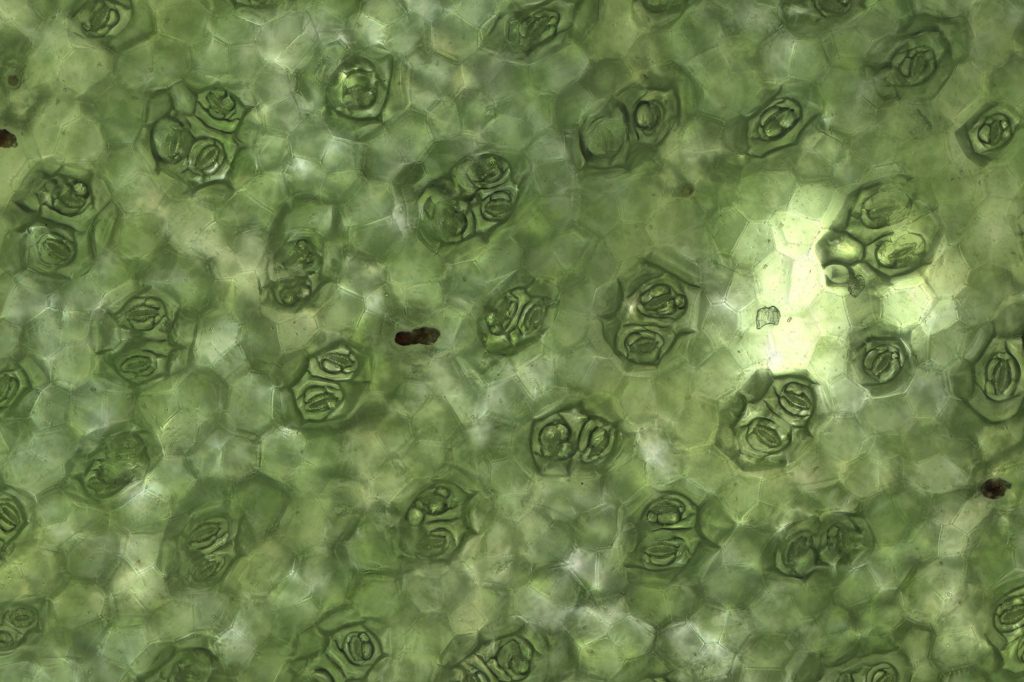 Imagen ampliada de varios estomas vegetativos en una hoja de Begonia rex cultorum.  El ancho de cada estoma es de aproximadamente 80 µm.