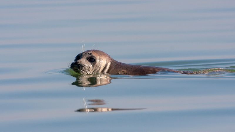 Muerte de focas del Caspio: Miles de focas muertas han sido arrastradas en Daguestán, Rusia